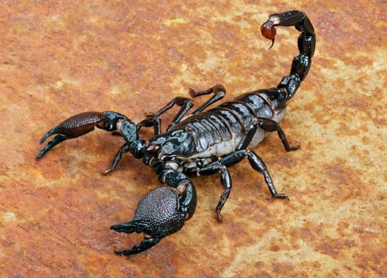 Can The Emperor Scorpion Kill A Human? - Truth Vs Myth