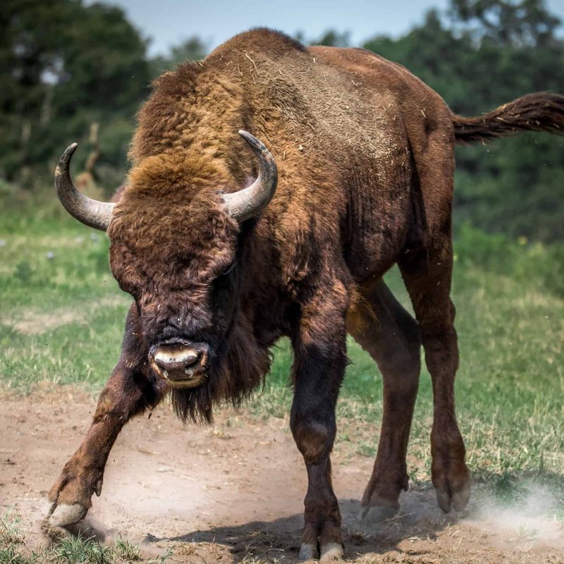 Can The European Bison Be Dangerous To Humans?