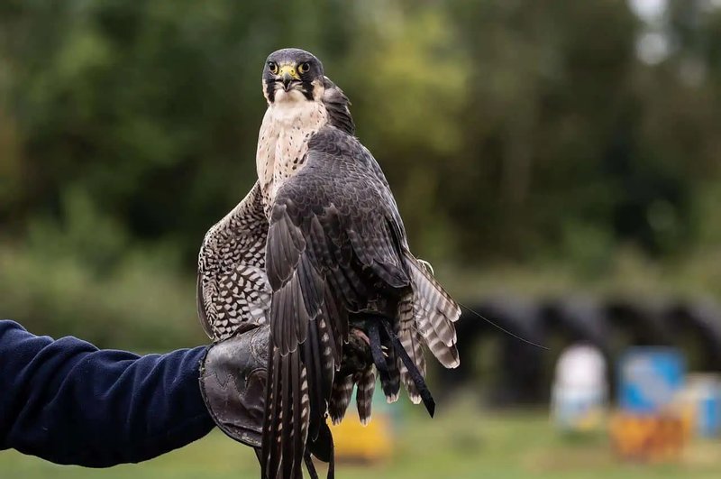 Can The Falcon Be Dangerous To Humans?