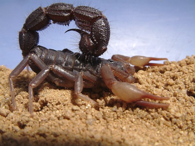 Can The Fat-Tailed Scorpion Kill A Human? - Truth Vs Myth