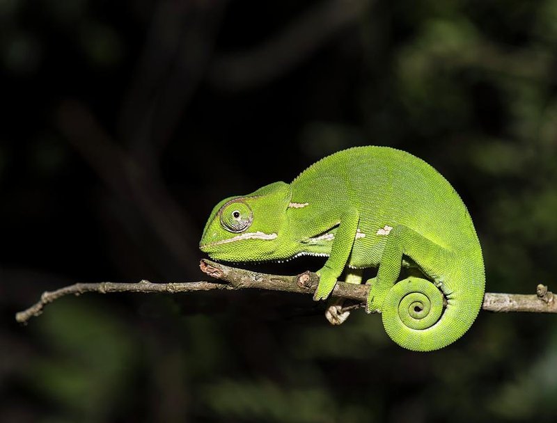 Can The Flap-Necked Chameleon Change Colors? Myths Vs Reality