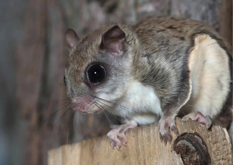 Can The Flying Squirrel Be Dangerous To Humans?