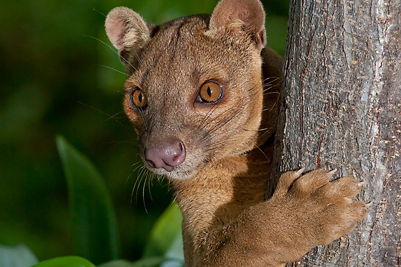 Can The Fossa Be Dangerous To Humans?