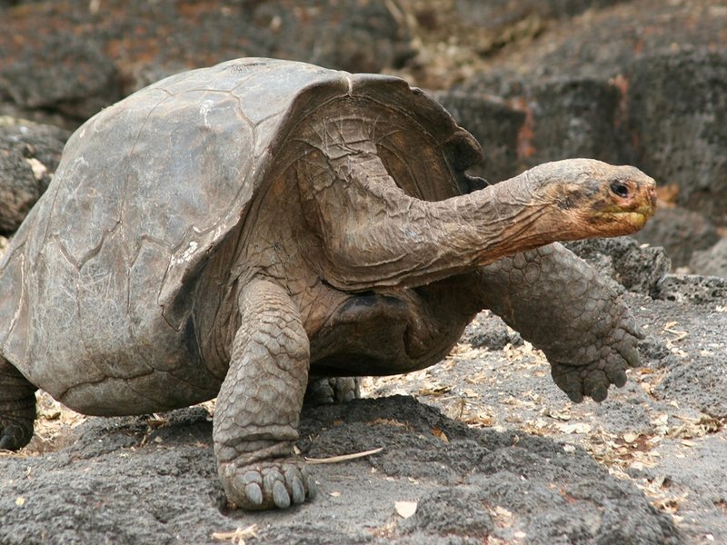 Can The Galã¡Pagos Tortoise Be Dangerous To Humans?