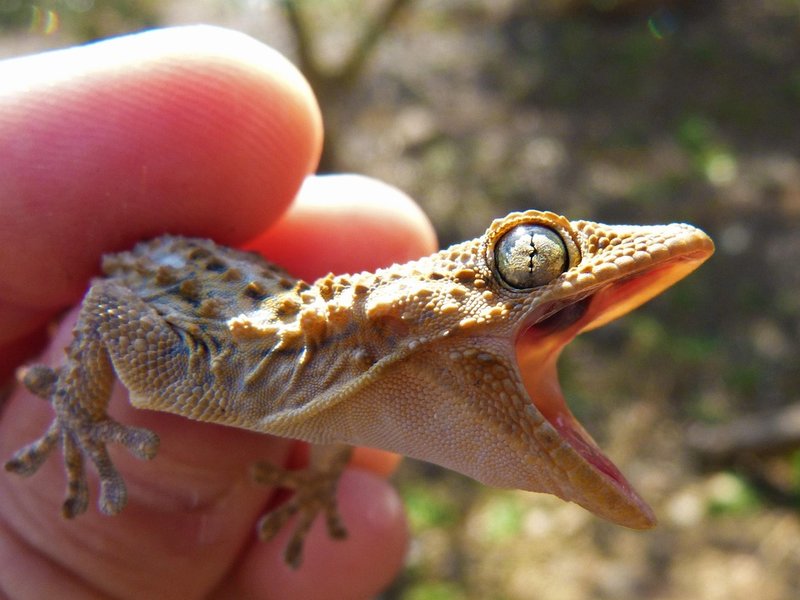Can The Gecko Be Dangerous To Humans?