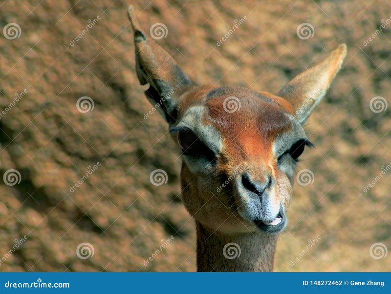 Can The Gerenuk Be Dangerous To Humans?