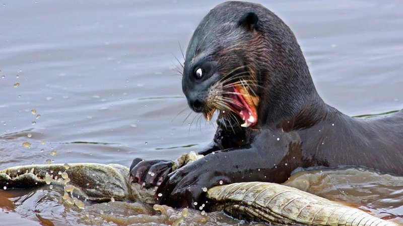 Can The Giant Otter Be Dangerous To Humans?