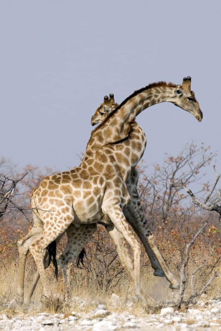 Can The Giraffe Be Dangerous To Humans?
