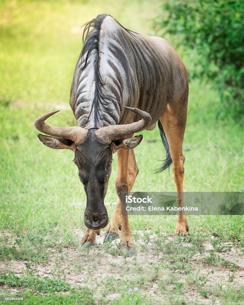 Can The Gnu Be Dangerous To Humans?