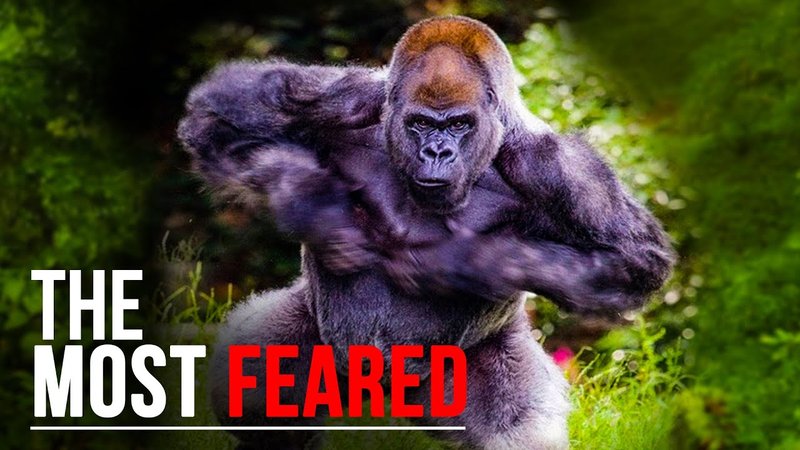 Can The Gorilla Be Dangerous To Humans?
