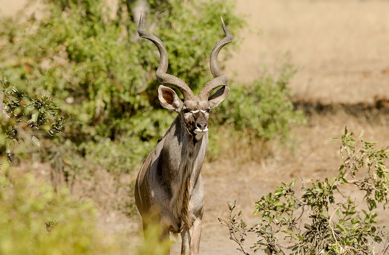 Can The Greater Kudu Be Dangerous To Humans?