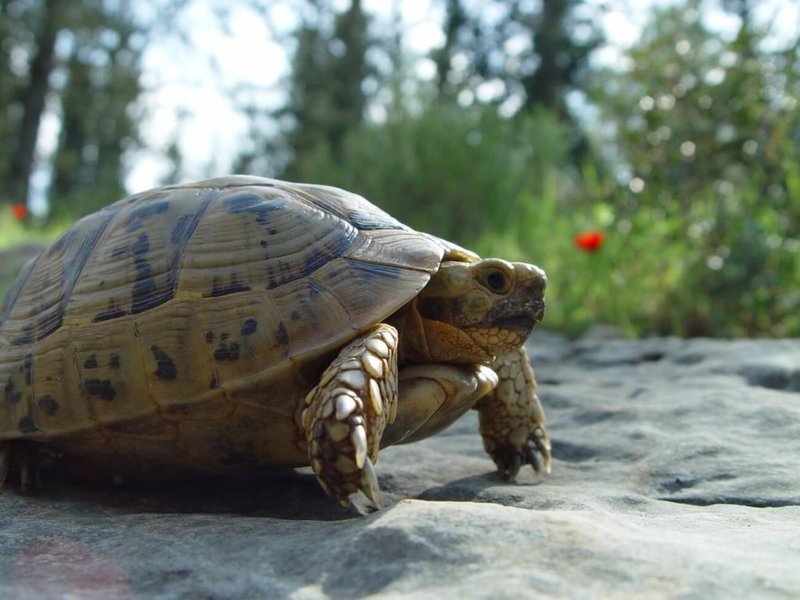 Can The Greek Tortoise Live Indoors Or Outdoors?
