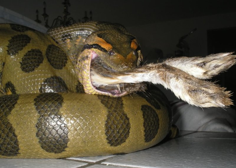 Can The Green Anaconda Be Dangerous To Humans?