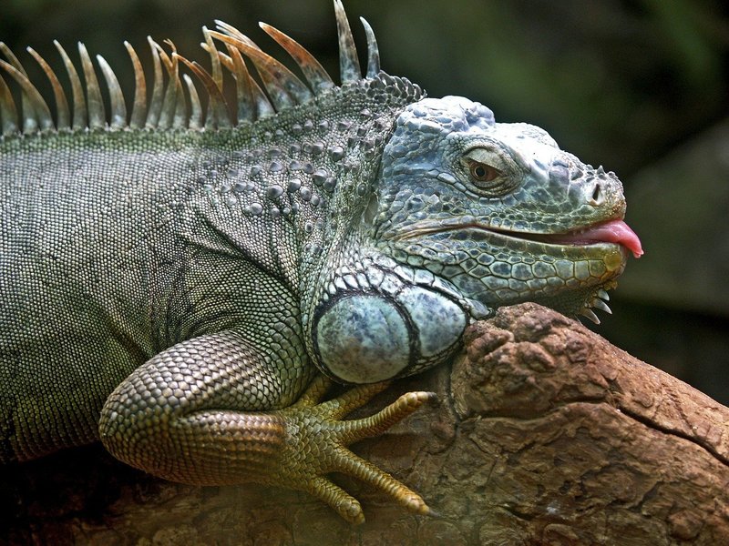 Can The Green Iguana Be Dangerous To Humans?