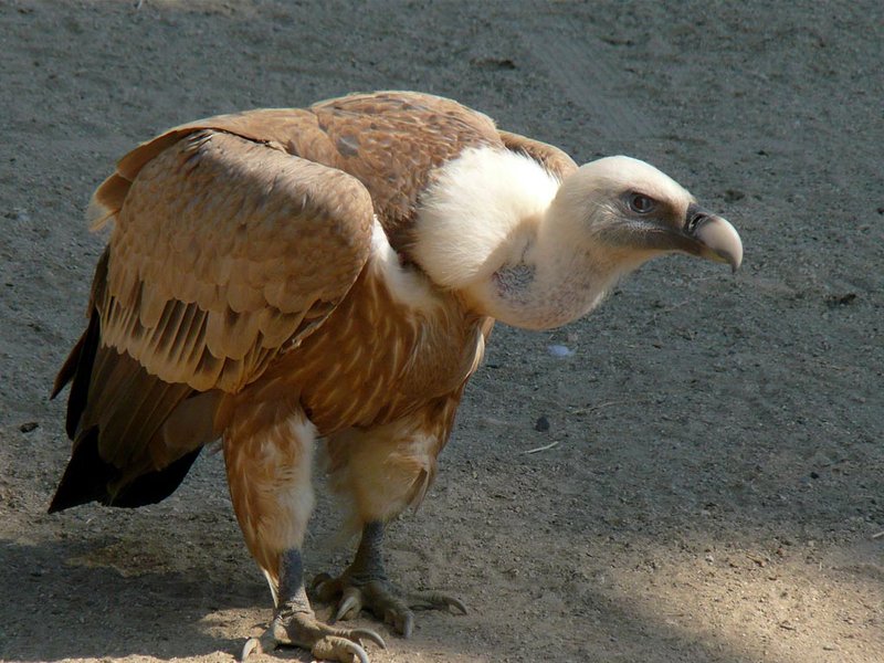 Can The Griffon Vulture Be Dangerous To Humans?