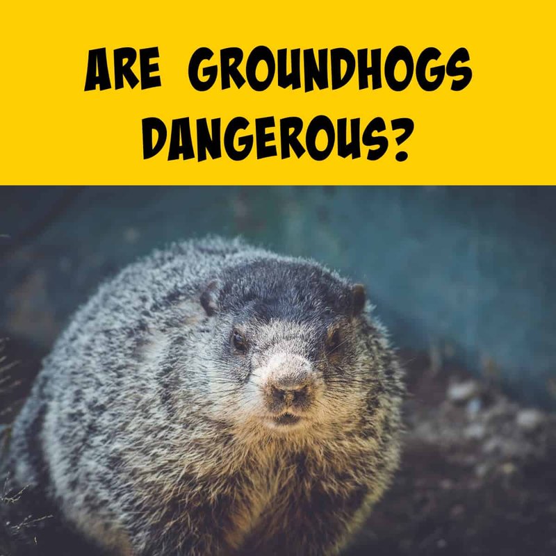 Can The Groundhog Be Dangerous To Humans?