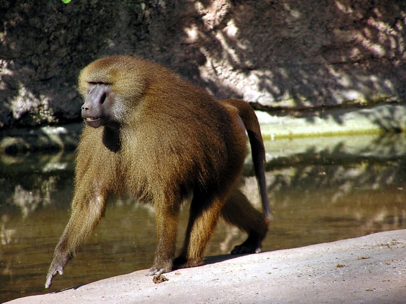 Can The Guinea Baboon Be Dangerous To Humans?