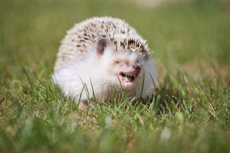 Can The Hedgehog Be Dangerous To Humans?