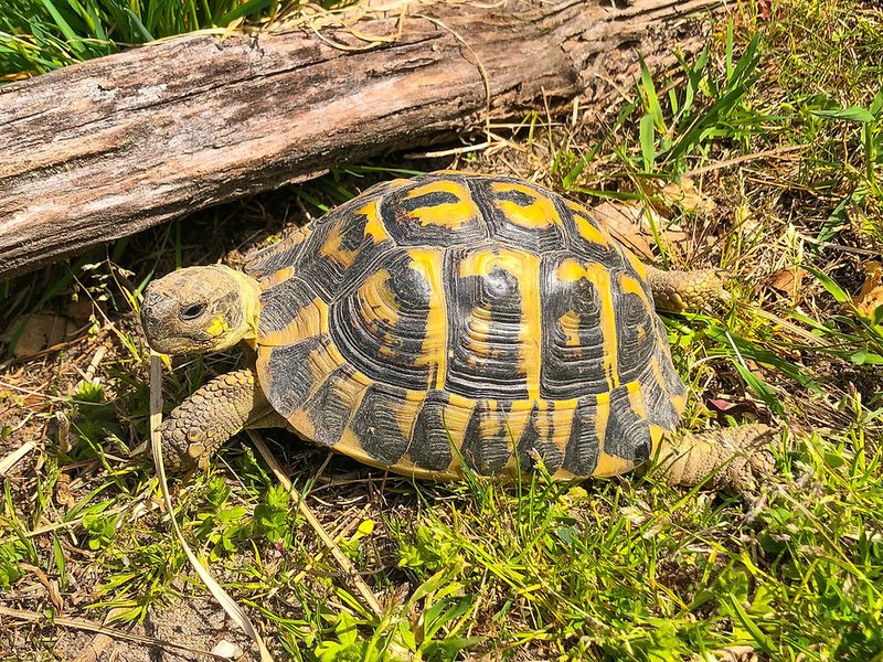 Can The Hermann'S Tortoise Live Indoors Or Outdoors?