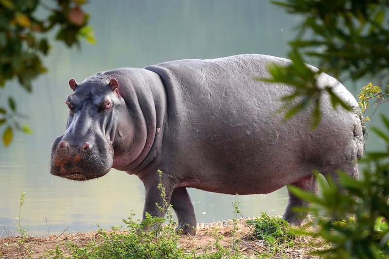 Can The Hippopotamus Be Dangerous To Humans?