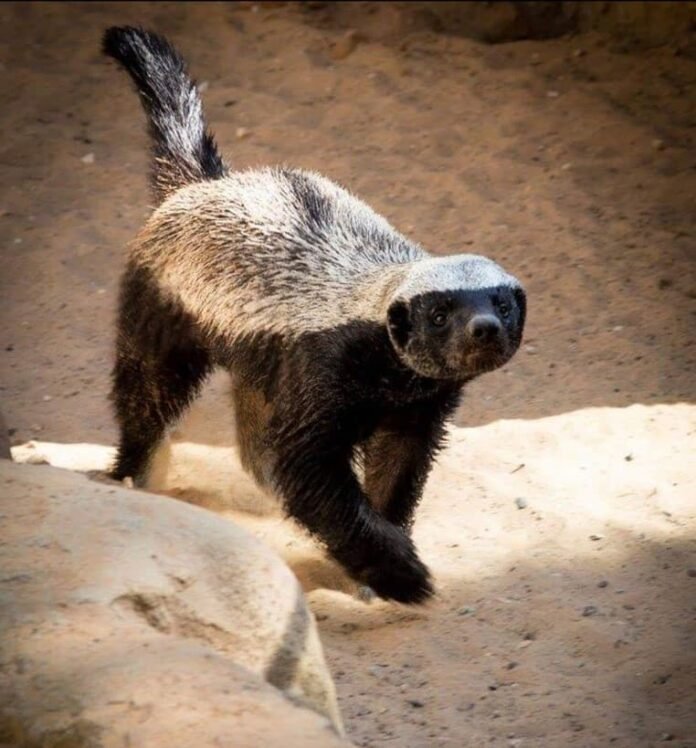 Can The Honey Badger Be Dangerous To Humans?