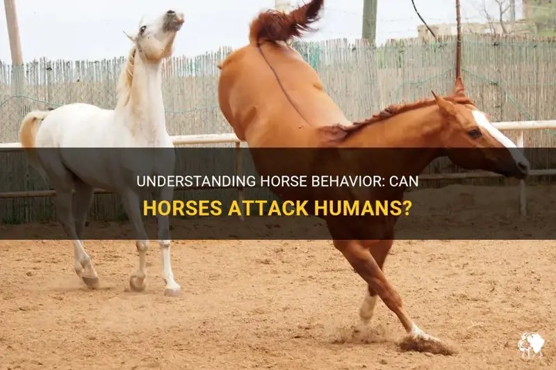 Can The Horse Be Dangerous To Humans?