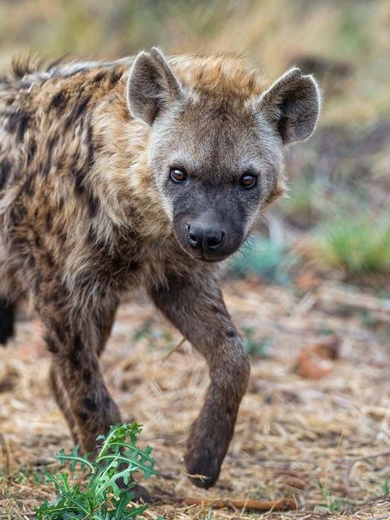 Can The Hyaena Be Dangerous To Humans?