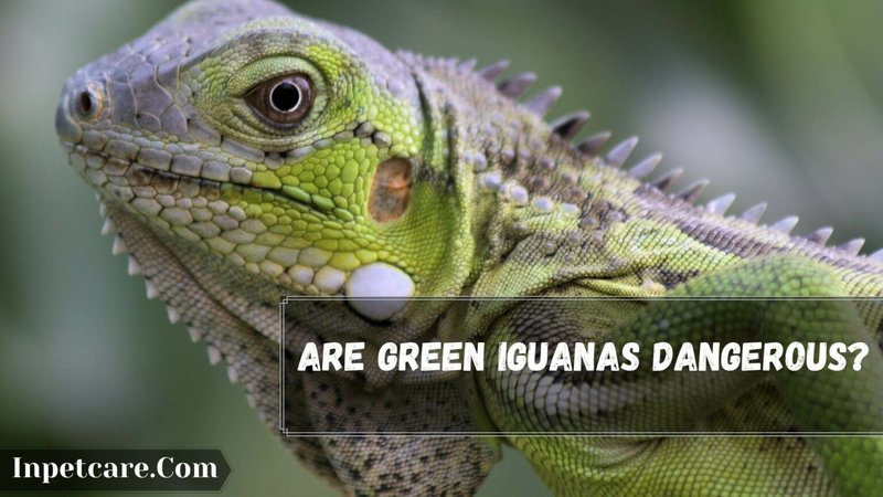 Can The Iguana Be Dangerous To Humans?