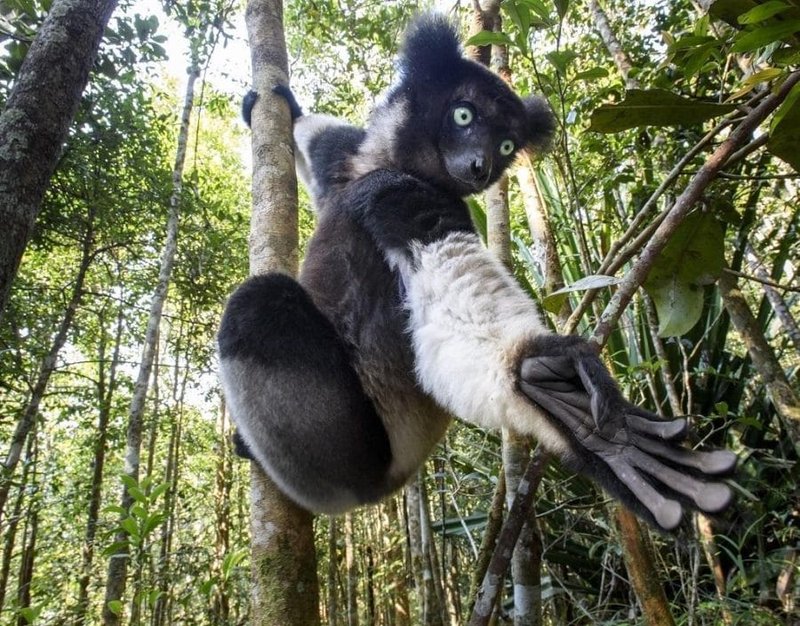 Can The Indri Be Dangerous To Humans?