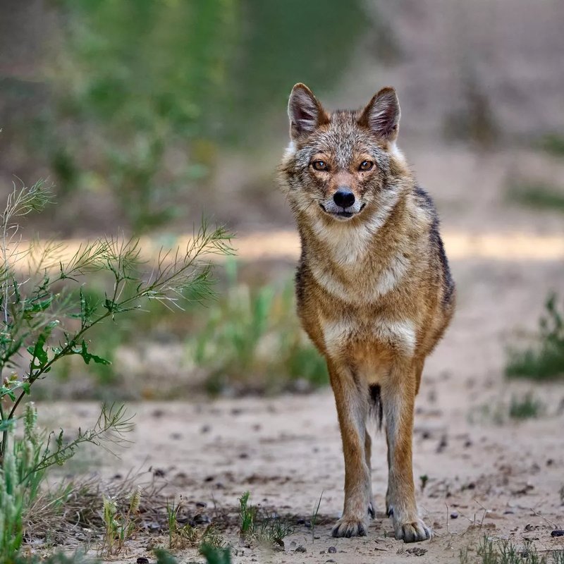 Can The Jackal Be Dangerous To Humans?
