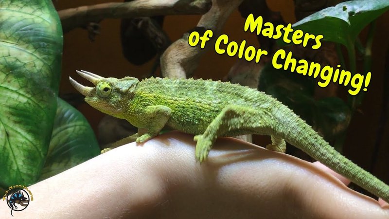 Can The Jackson'S Chameleon Change Colors? Myths Vs Reality