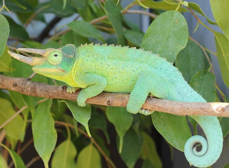 Can The Jackson'S Chameleon Regrow Its Tail Or Limbs?