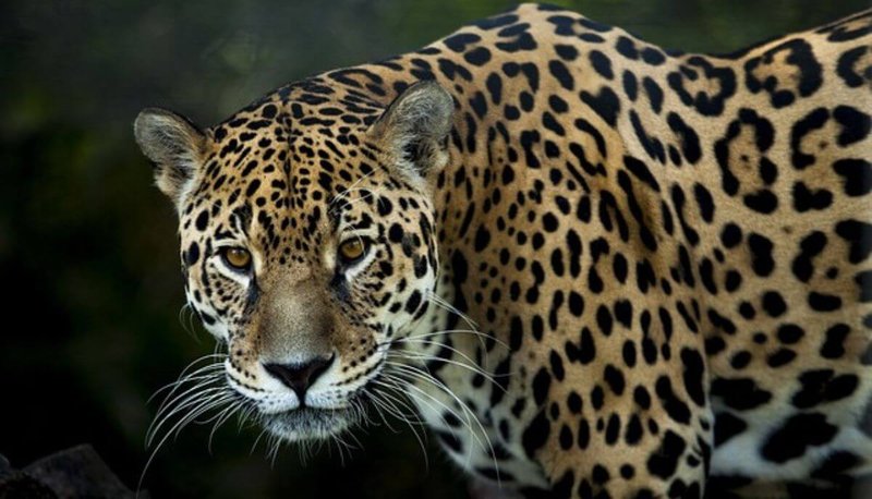 Can The Jaguar Be Dangerous To Humans?