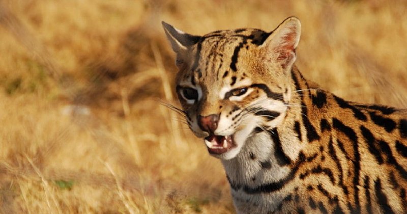 Can The Jungle Cat Be Dangerous To Humans?