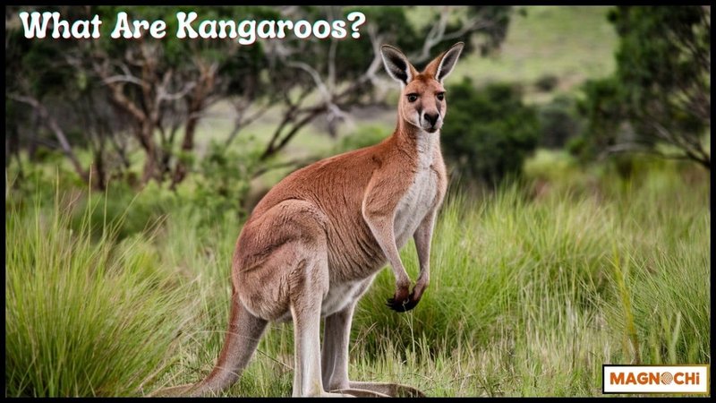 Can The Kangaroo Be Dangerous To Humans?