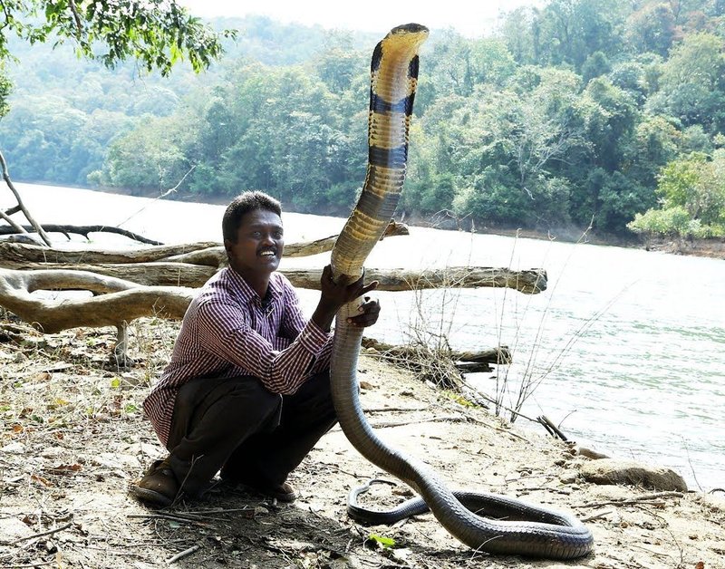 Can The King Cobra Be Dangerous To Humans?