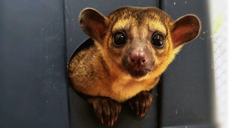 Can The Kinkajou Be Dangerous To Humans?