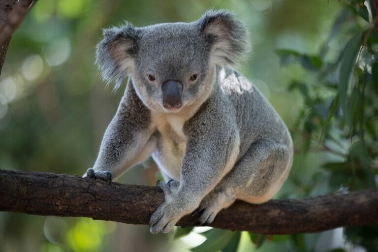 Can The Koala Be Dangerous To Humans?