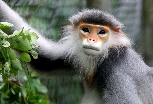 Can The Langur Be Dangerous To Humans?