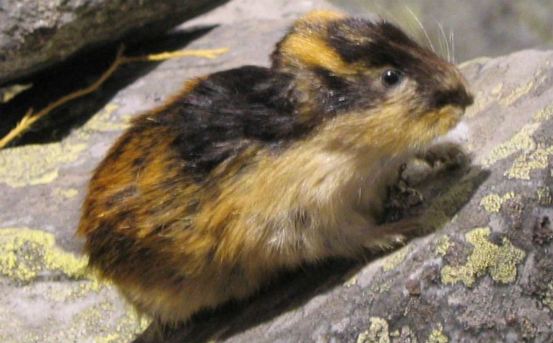 Can The Lemming Be Dangerous To Humans?