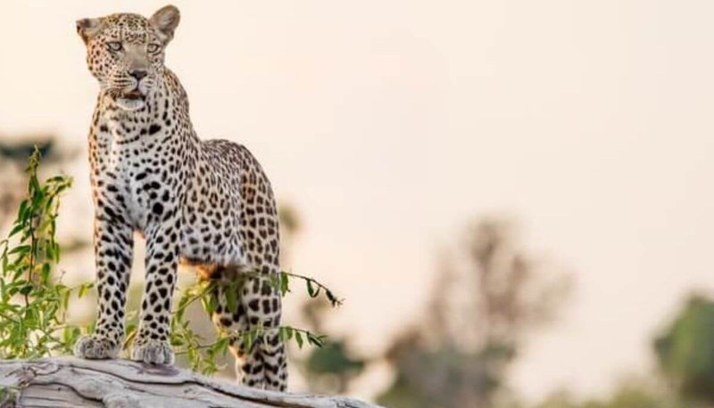 Can The Leopard Be Dangerous To Humans?