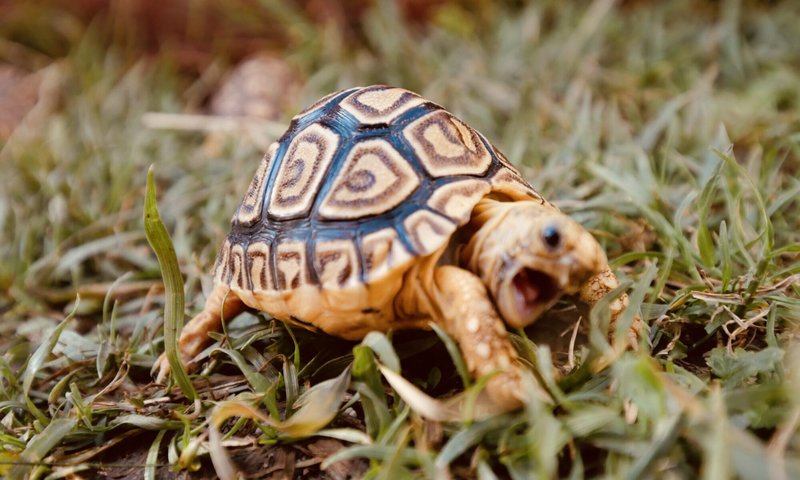 Can The Leopard Tortoise Live Indoors Or Outdoors?