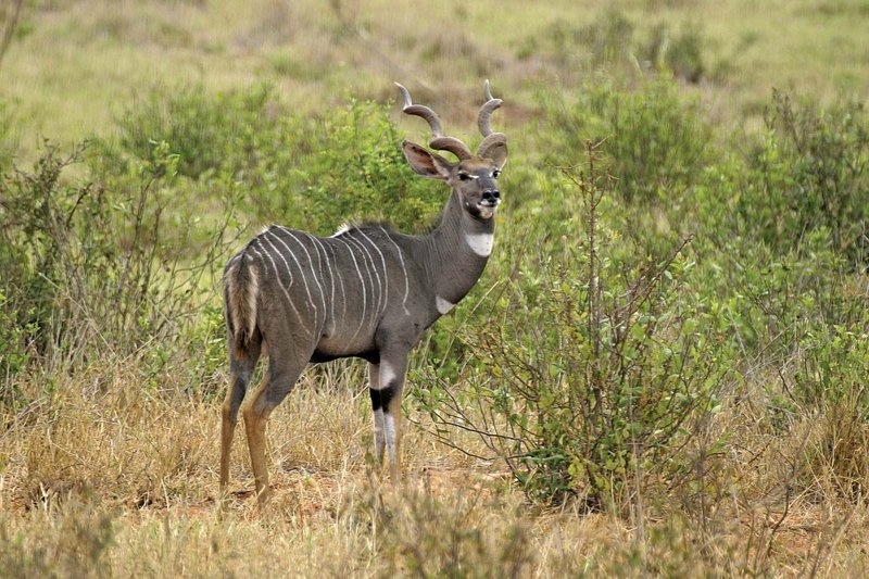 Can The Lesser Kudu Be Dangerous To Humans?