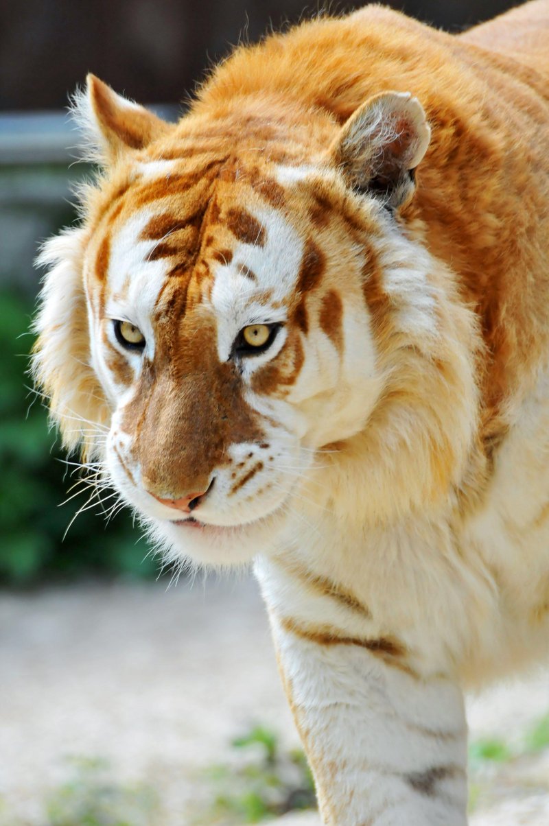 Can The Liger Be Dangerous To Humans?