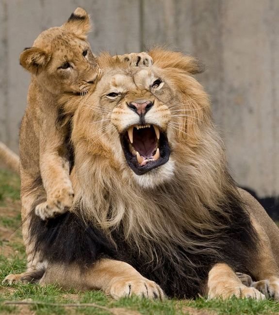 Can The Lion Be Dangerous To Humans?