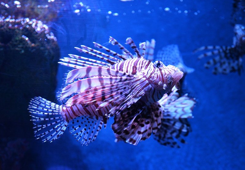 Can The Lionfish Live With Other Fish? Tank Mate Compatibility