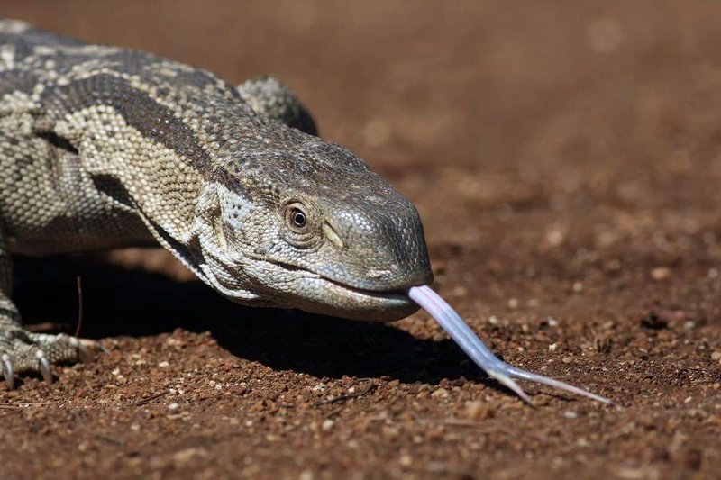 Can The Lizard Be Dangerous To Humans?