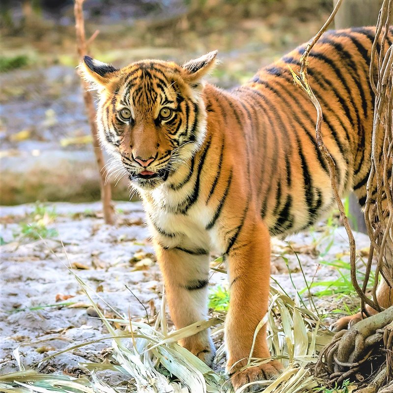 Can The Malayan Tiger Be Dangerous To Humans?