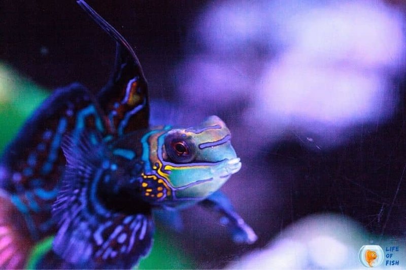 Can The Mandarin Goby Live With Other Fish? Tank Mate Compatibility