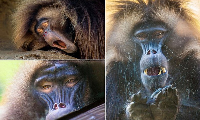 Can The Mandrill Be Dangerous To Humans?